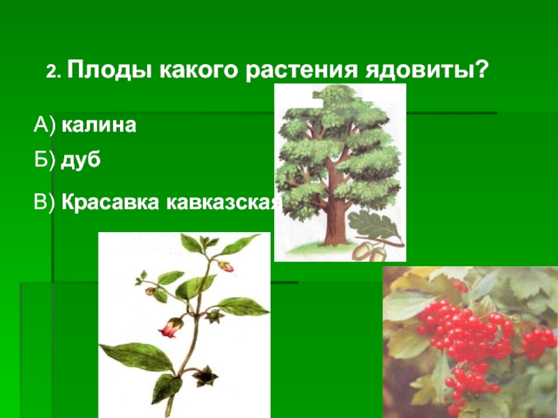 2. Плоды какого растения ядовиты?А) калинаБ) дубВ) Красавка кавказская