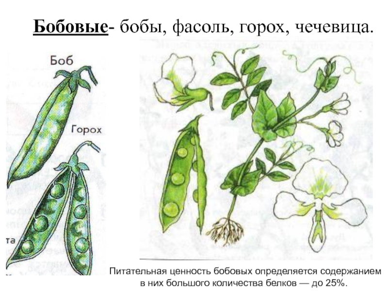 Схема бобовых растений