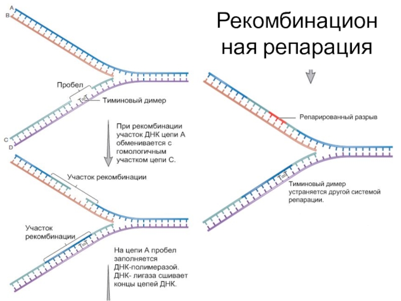 Репарация границ. Темновая репарация ДНК. Рекомбинационная репарация. Репарация в международном праве. Репарация и регенерация отличия.