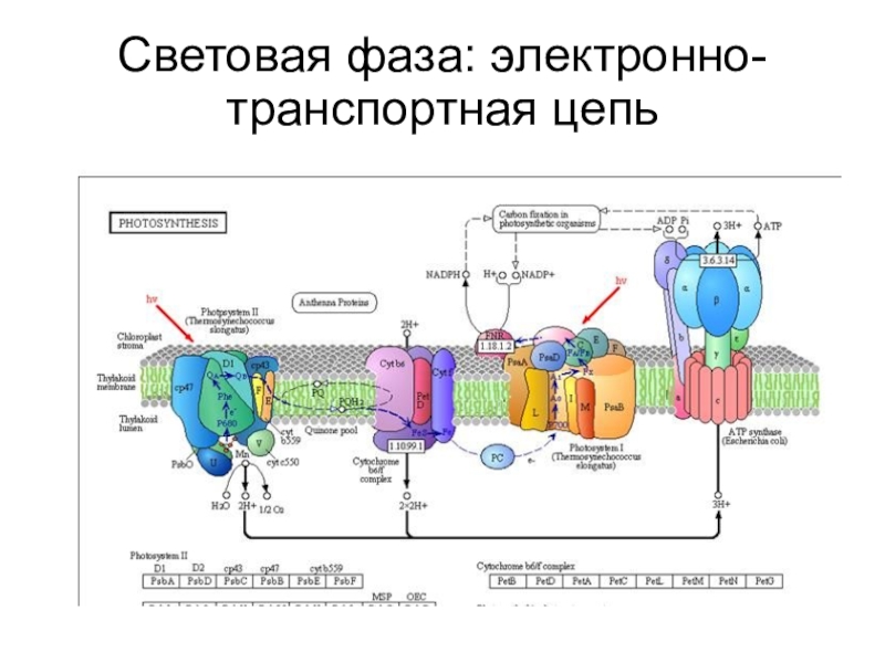 Электронно транспортная цепь схема