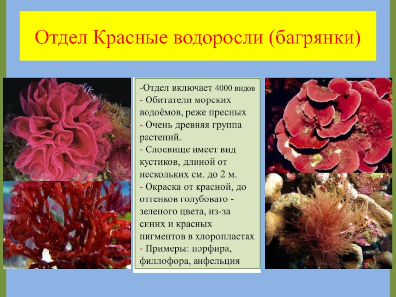 Характеристика красных водорослей. Пигмент красных водорослей багрянок. Отдел красные водоросли багрянки. Отдел красные водоросли багрянки представители. Красные водоросли багрянки строение.