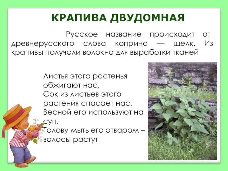 Крапива аптечная. Название этого растения происходит от Старорусского слова Калужина. Крапива, Наименование с русским неполногласием.