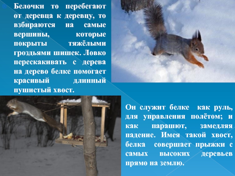 Как животные приспосабливаются к зиме. Белка зимой сообщение. Белка зимой презентация. Белка зимой описание. Доклад как зимуют белки.