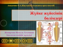 Презентация Ж?йке ж?йесіні? ??рылысы ж?не ?ызметі 8 сынып