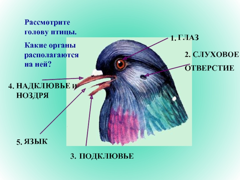 Развитые органы чувств у птиц