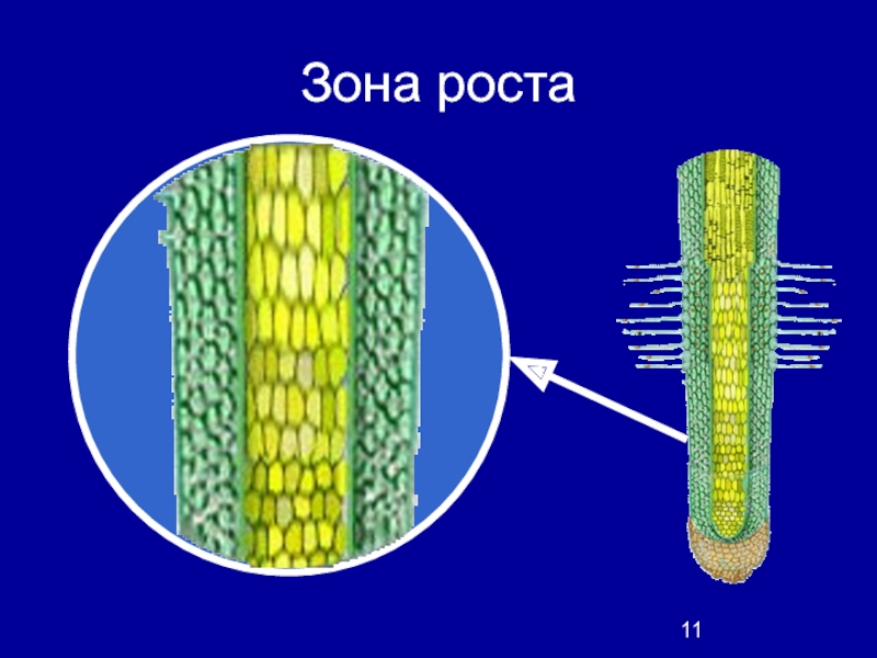 Рисунок зона роста корня