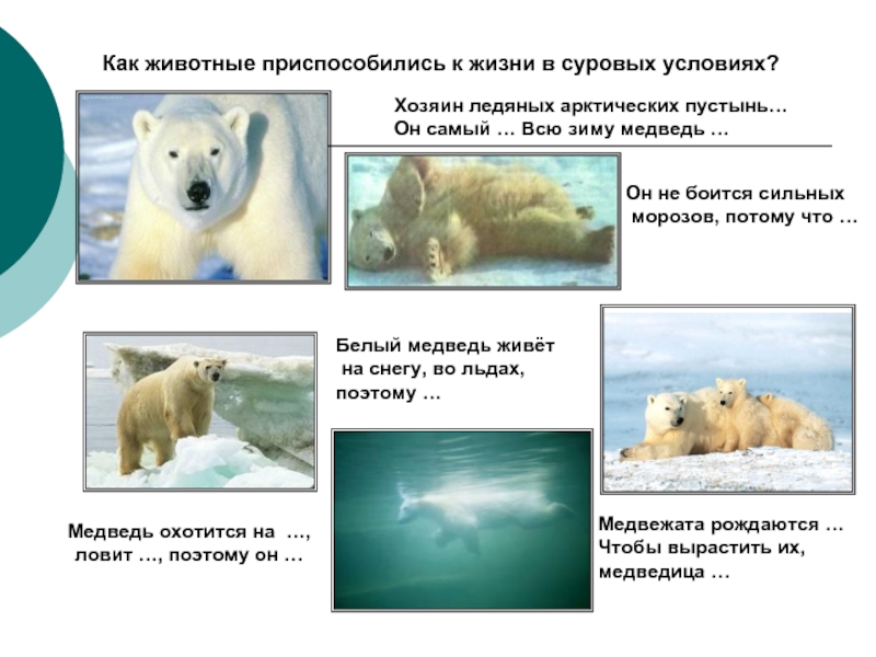 Как приспособились к жизни медведи. Как животные приспосабливаются. Как животное приспособилось к условиям Арктики. Животные приспособленные к холодным. Условия жизни белого медведя.