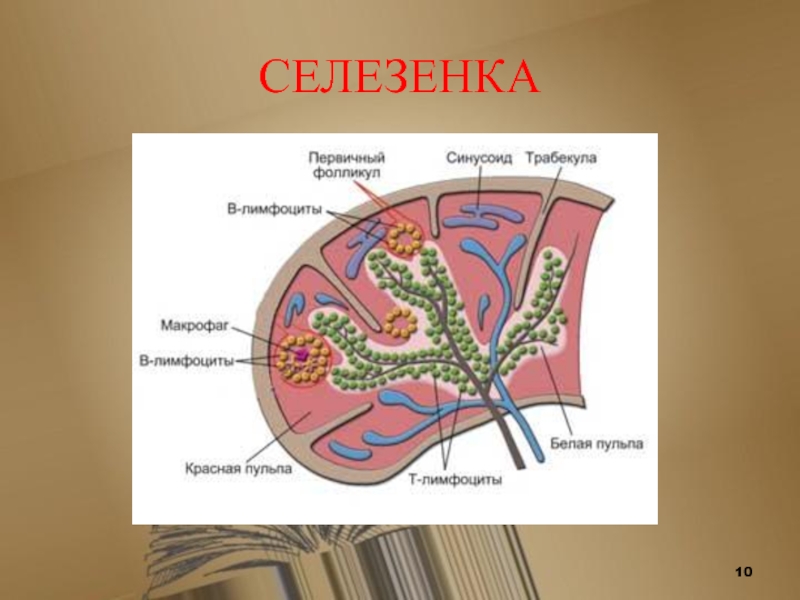 Схема строения селезенки иммунология