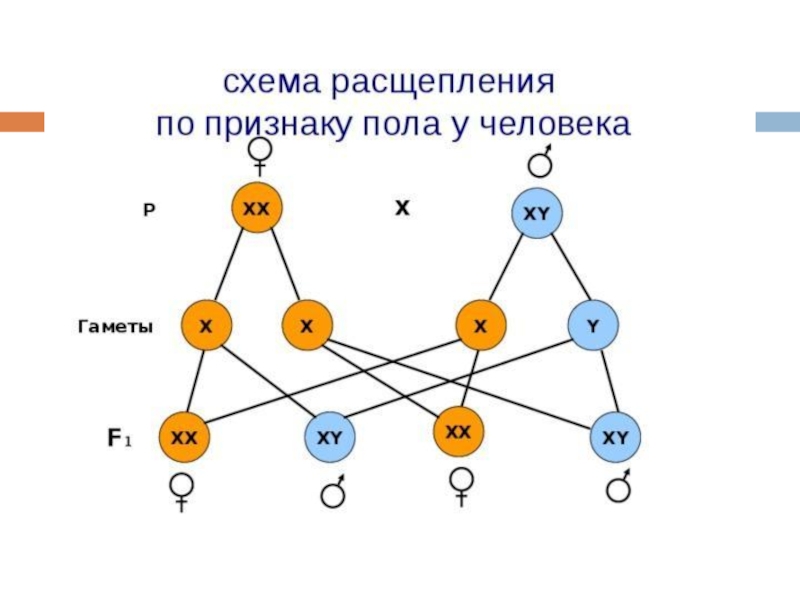 Расщепление 1 4 6 4 1. Генетика пола у человека схема. Схема расщепления по признаку пола у человека. Схема определения пола у человека. Наследование пола организмов.