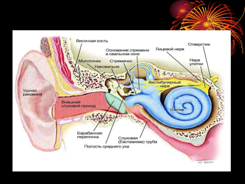 8 орган слуха и равновесия. Орган слуха и равновесия. Орган слуха и равновесия анатомия. Орган слуха и орган равновесия. Схема строения органа слуха и равновесия.