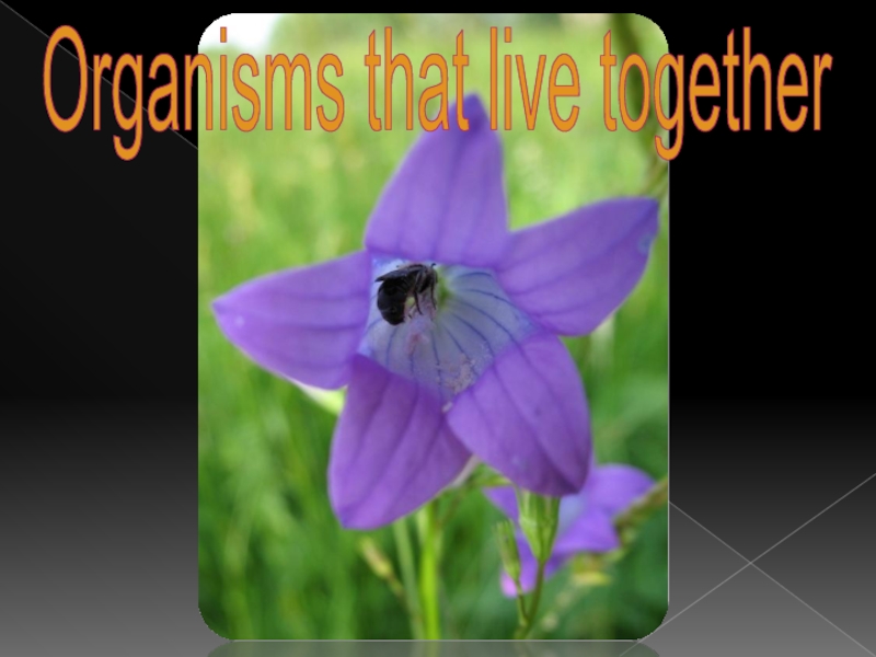 Organisms that live together
