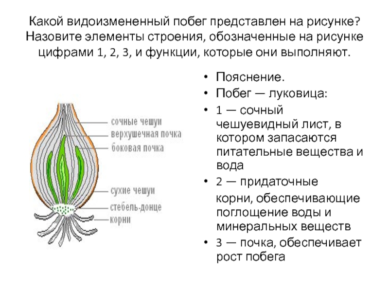 Какую функцию выполняет орган обозначенный на рисунке цифрой 1