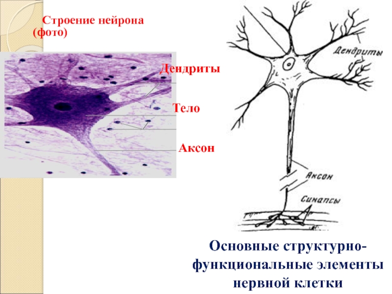 Нейрон структурная и функциональная единица почки
