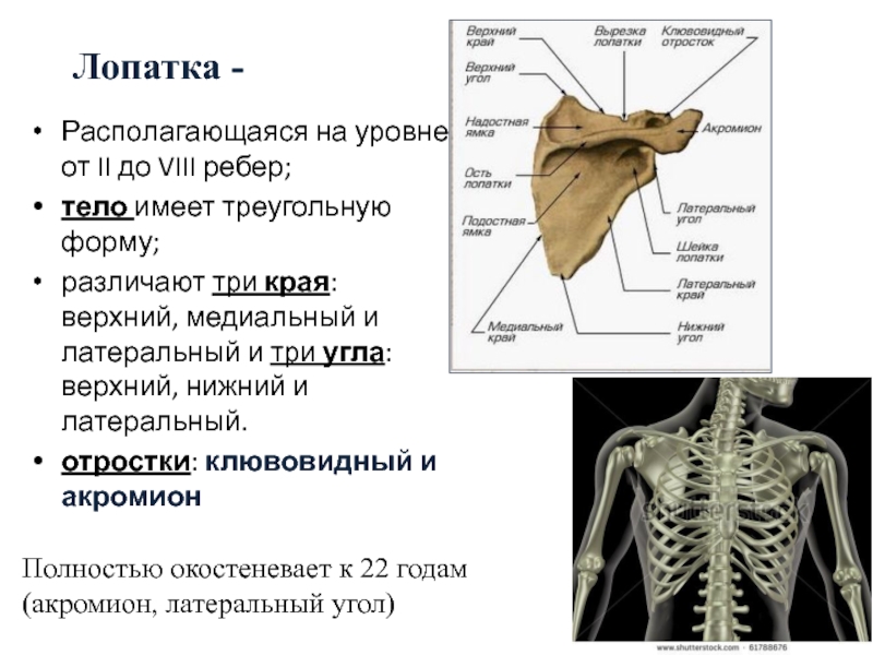 Где находятся примеры. Лопатка и ребра. Угол лопатки. Лопатка располагается на уровне. Угол лопатки располагается на уровне.