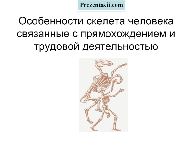 Какие особенности скелета говорят о том. Особенности человека связанные с прямохождением. Особенности скелета человека связанные с трудовой деятельностью. Особенности скелета человека связанные с прямо хождение. Особенности скелета связанные с прямохождением.