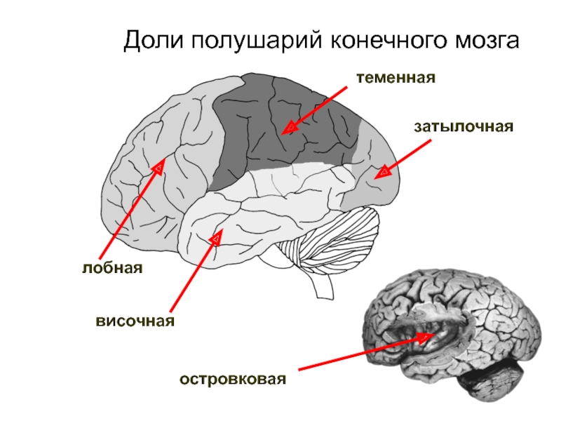 Передний мозг рисунок