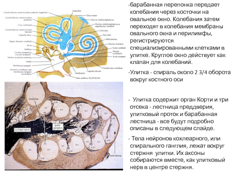 Стенки улиткового хода