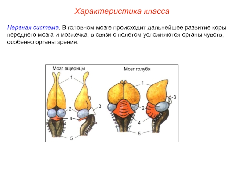 Схема строения головного мозга птицы