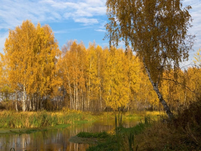 Осенняя 2. Золотая осень 2 класс. Золотая осень картинка на сценарий. 2 2 Осень. Фото про осень 2 класс.