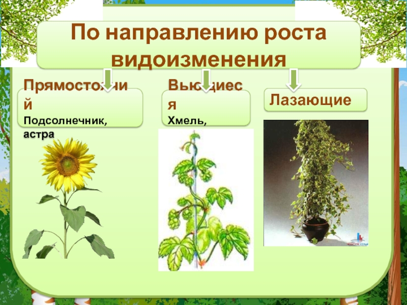 Стебель его строение и значение 6 класс. По направлению роста. Дуб по направлению роста. Какие направления роста растений.