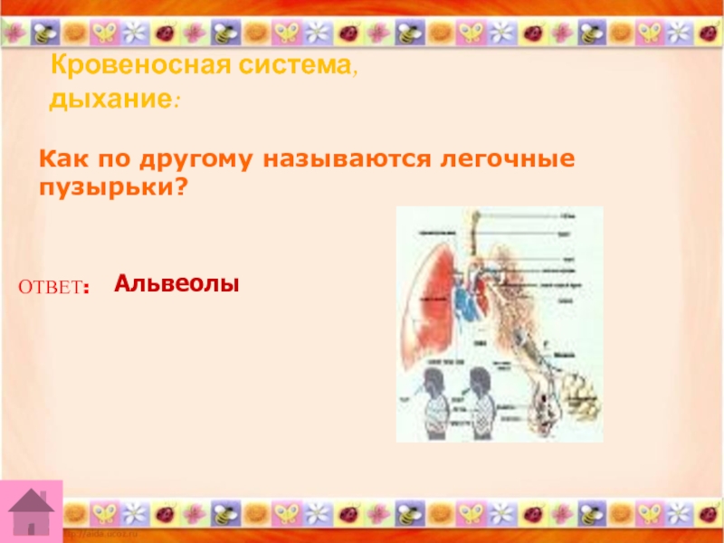 Как по другому называется. Как называются по другому легочный пузырьки. Как называется частое дыхание. Как называетсялёгочный пузырёк. Как по другому называется стринегловый.