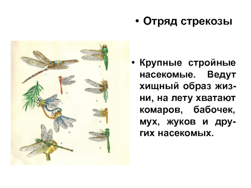 Схема превращения стрекозы окружающий мир 2 класс