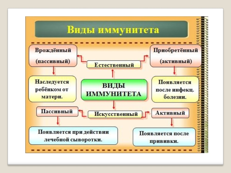 Проект иммунитет на страже здоровья человека 8 класс