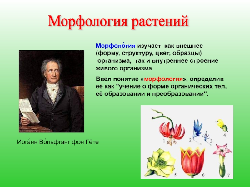 Растения изучает наука. Гете морфология растений. Метаморфоз растений Гете. Морфология растений изучает. Гете и ботаника.