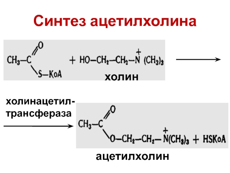 7 синтез. Холин ацетилхолин. Образование ацетилхолина из Холина. Получение ацетилхолина из Холина реакция. Кислотный гидролиз ацетилхолина.