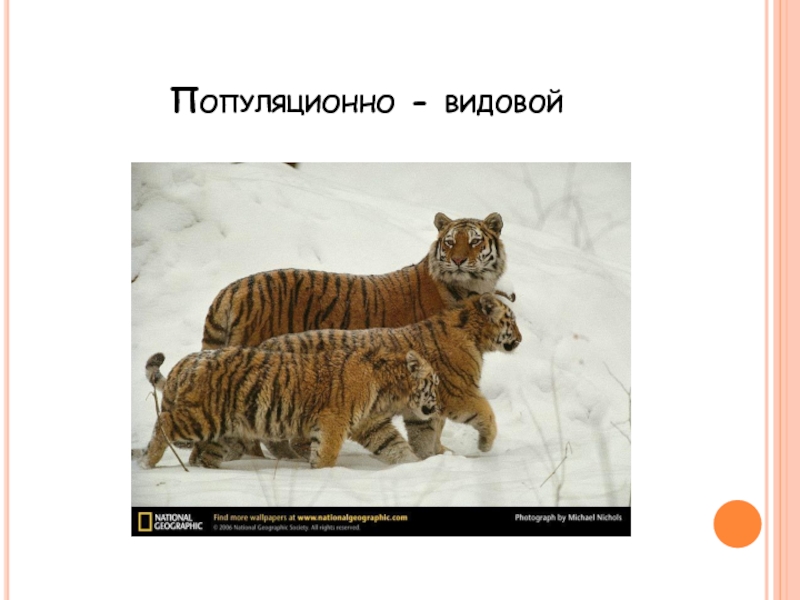 Особенности популяционно видового уровня жизни 10 класс биология презентация пономарева