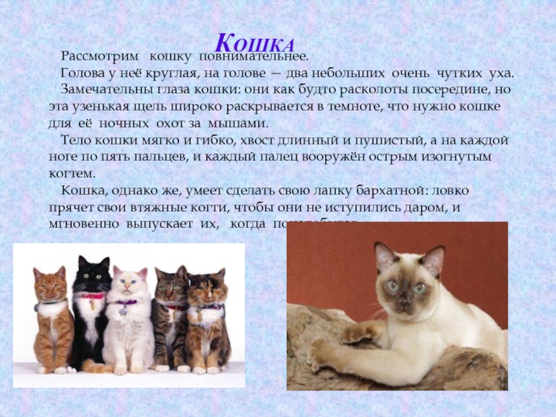 Урок кошка