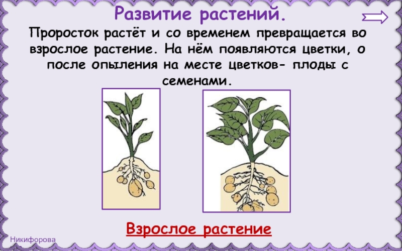 Размножение и развитие растений ответы. Развитие цветка. Развитие растений. Взрослое растение. Развитием растения считают.