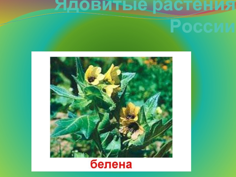 Презентация Ядовитые растения России