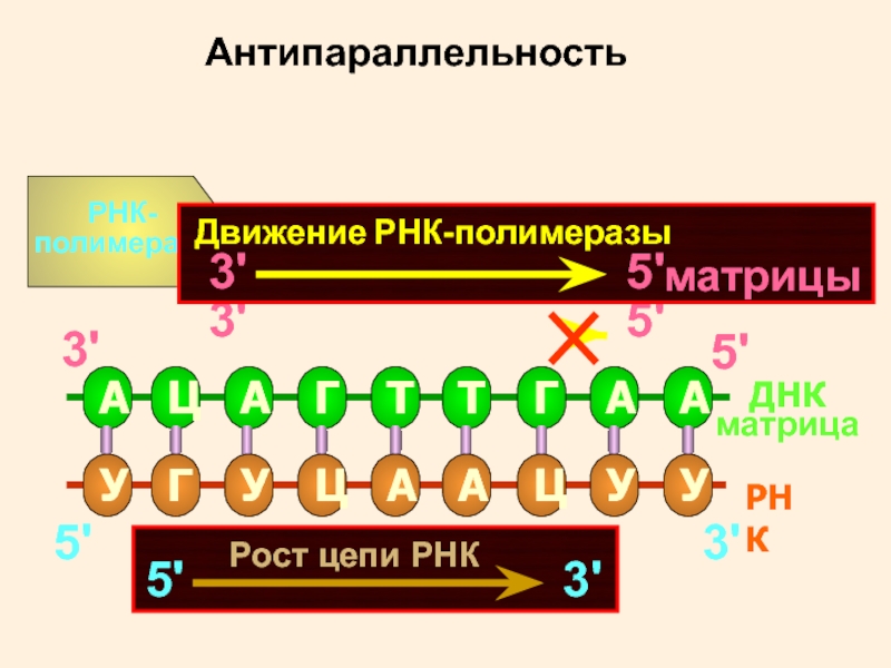5 3 концы рнк и днк. Матричная цепь ДНК 3'-5. Биология задачи на ДНК. Цепочка РНК. Биология ДНК И РНК задачи.