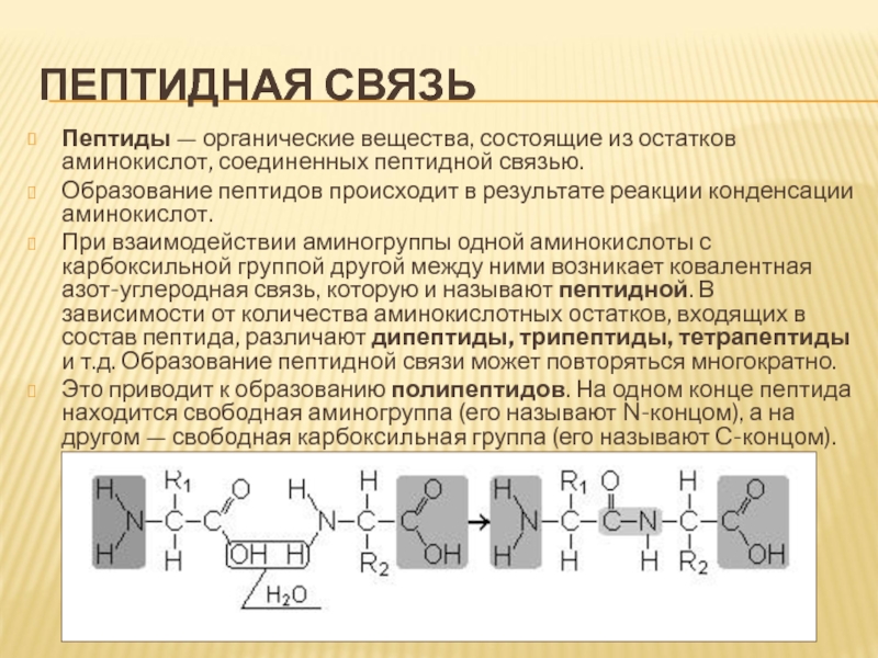 Пептидная связь структуры белка. Образование пептидов. Реакция образования пептидов. Аминокислотные остатки. Состоят из остатков аминокислот.