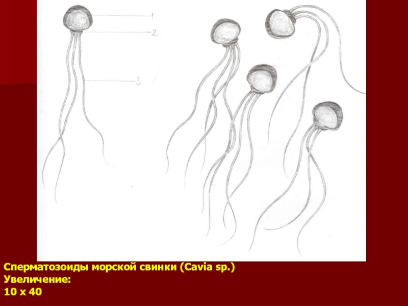 «Сперматозоиды морской свинки» Гистологический срез, …