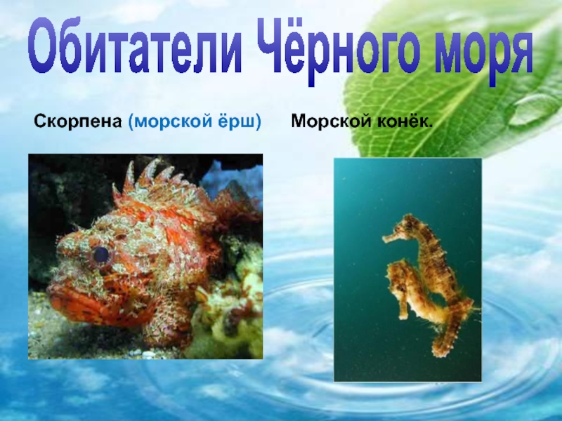 Обитатели Чёрного моряСкорпена (морской ёрш) Морской конёк.