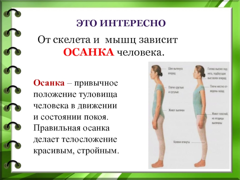 Туловище это. Осанка и Телосложение. Осанка человека зависит. Отчего зависит осанка человека. Правильная осанка человека зависит.