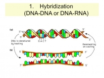 PCR and sequence