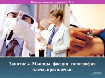 Мышцы, фасции, топография плеча, предплечья