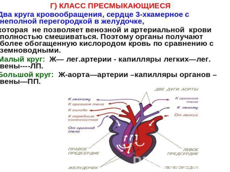 Сердце рептилий состоит. Сердце пресмыкающихся круги кровообращения. Трёхкамерное с неполной перегородкой в желудочке. Строение сердца рептилий. Строение сердца пресмыкающихся.