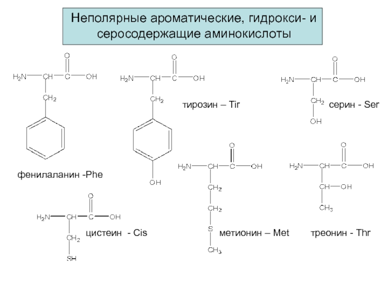 Аминокислота тирозин презентация