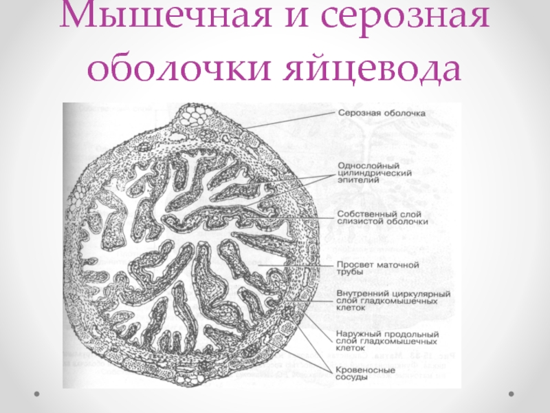 Наружная серозная оболочка сердца