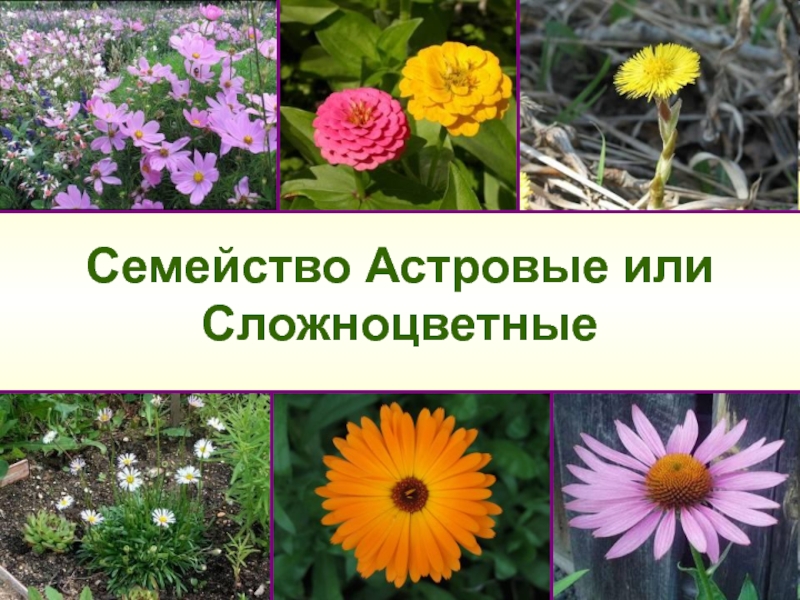 Семейство астровые представители фото