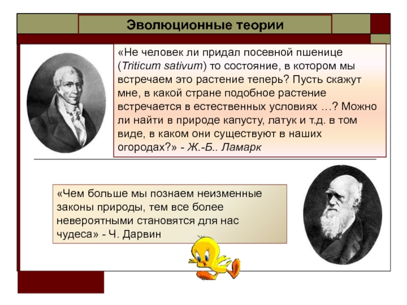 Презентация Эволюционные теории
Не человек ли придал посевной пшенице ( Triticum sativum )