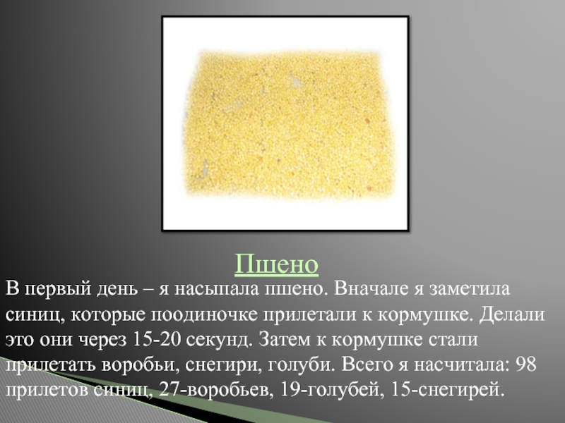 Можно ли кормить пшеном. Пшено синицам. Можно ли кормить синиц пшеном. Что можно кормить пшено синичку. Можно ли синичкам пшено.