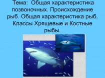 Общая характеристика позвоночных. Происхождение рыб. Общая характеристика рыб. Классы Хрящевые и Костные рыбы 7 класс