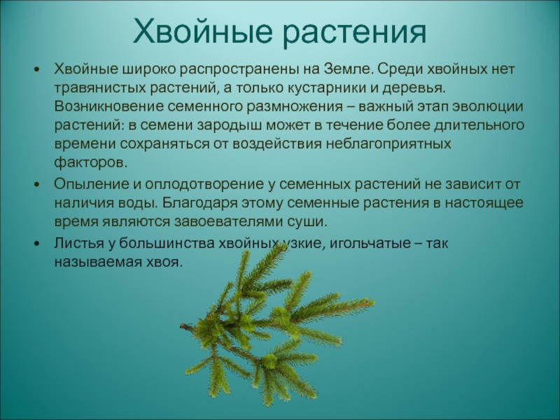 Разнообразие хвойных растений 5 класс биология презентация