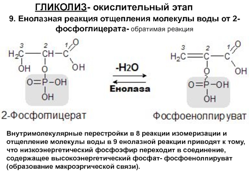 Окислительный этап гликолиза. Енолаза гликолиз. Реакции изомеризации в гликолизе. Макроэргические соединения гликолиза.