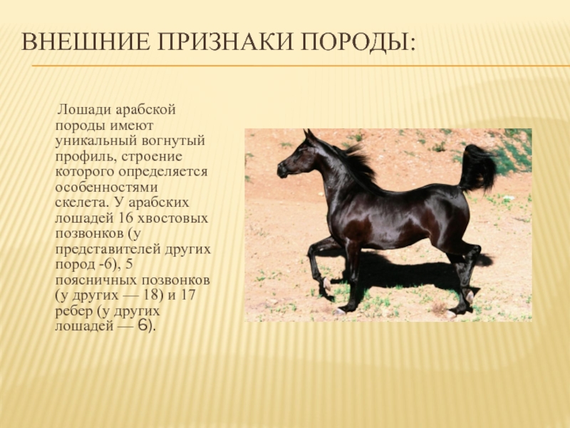 Основные признаки породы. Арабская порода лошадей характеристика. Внешний вид лошади описание. Описание арабского скакуна. Породы лошадей характеристика.
